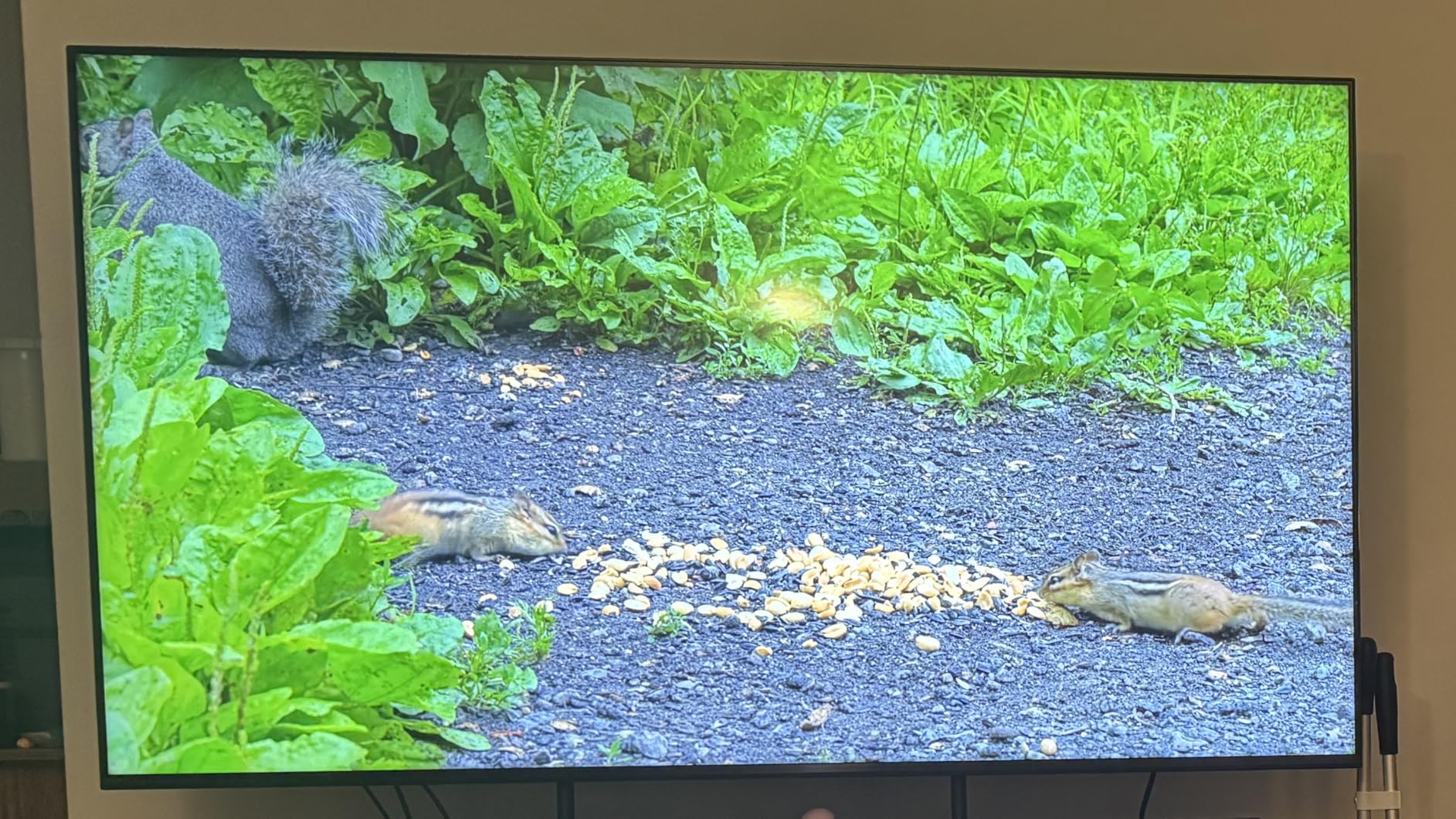 Sony BRAVIA 5 75 Inch TV, Mini LED, 4K Smart Google TV with XR Processor (K-75XR50, 2025 Model) customer photo 2