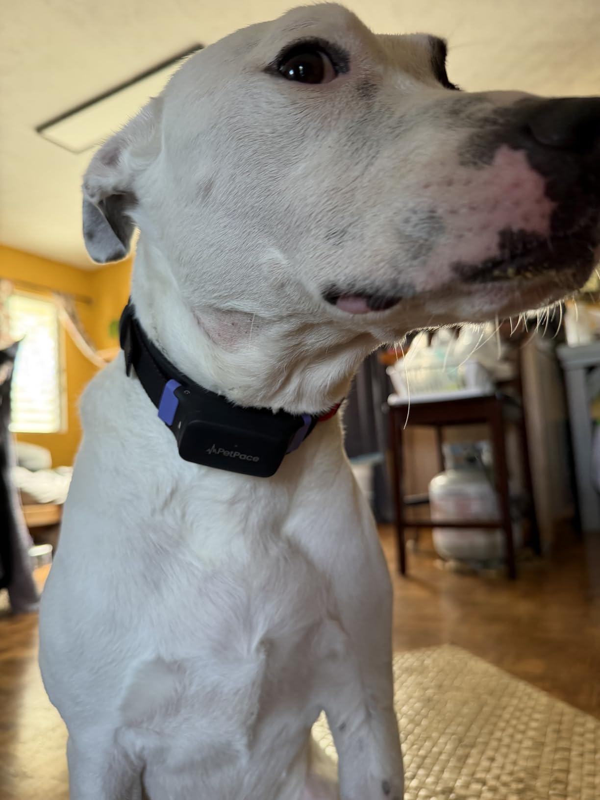 PetPace V3.0 Dog Health Monitor - AI Health Collar with 24/7 Vital Signs, Pain Detection, GPS, Telehealth AskaVet customer photo 2