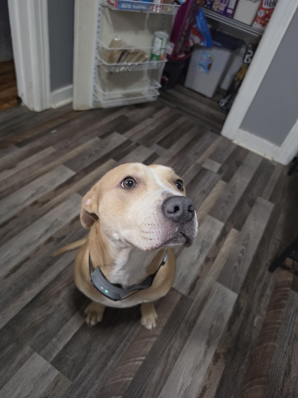 PetSafe Guardian GPS 2.0 Dog Fence + Tracking - Wireless GPS Dog Fence - Real-Time Tracking - Custom Boundaries System - Waterproof Collar - Comfortable Fit customer photo 2