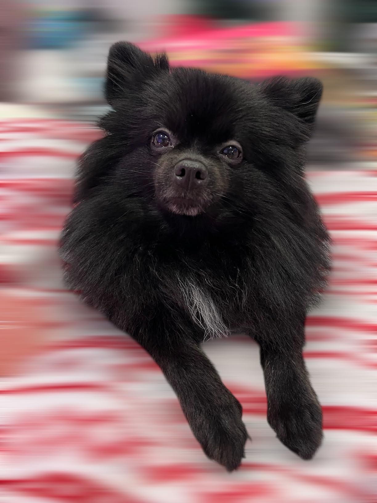 Pawfit Lite for Small Dogs 4G GPS Tracker | Real Time Tracking | Activity Monitoring | Location History | Unlimited Range customer photo 1