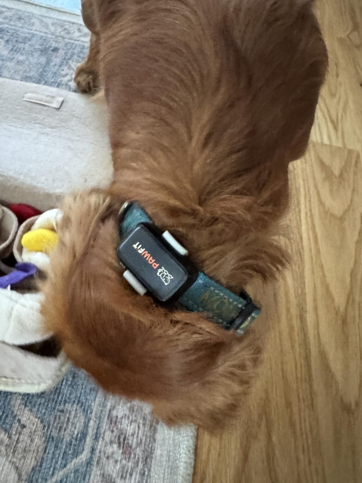 Pawfit Lite for Small Dogs 4G GPS Tracker | Real Time Tracking | Activity Monitoring | Location History | Unlimited Range customer photo 2