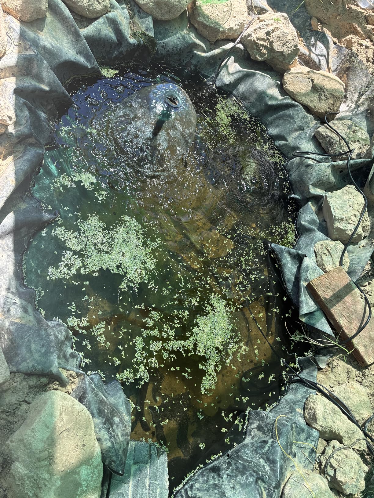 Pond Filter with Pump Fountain Kits, Submersible Pump Pond Fountain Koi Pond Filters for Outdoor Pond, 3 Water Patterns Decoration Garden Pond Landscape, 400GPH 110V Corded Electric customer photo 1