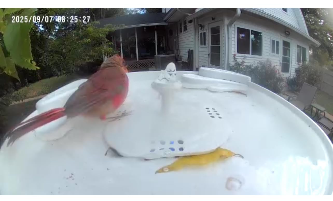 HARYMOR Bird Bath with Camera, Automatic Water Flowing, 2K Bird Camera Captures Bird Activity, Arrival Alerts, Smart AI Identifies Species, Live Video, Solar-Powered, Unheated customer photo 2