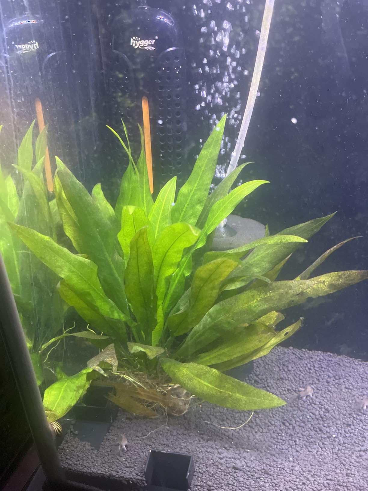 hygger Aquarium Air Pump, Quiet Adjustable Fish Tank Air Pump, 4W/7W/11W Powerful Oxygen Aerator Dual Stainless Steel Outlets with Air Stone Bubbler for Small Medium Large Fish Tank, Hydroponic customer photo 2