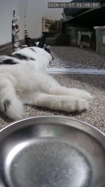 Automatic Cat Feeder with Camera - 5G WiFi Timed Cat Food Dispenser, 1080P HD Video with Night Vision, 1-15 Meals, 1-99 Portions, 2-Way Audio, Keeps Dry Food Fresh, 5L Auto Pet Feeder Also for Dogs customer photo 1