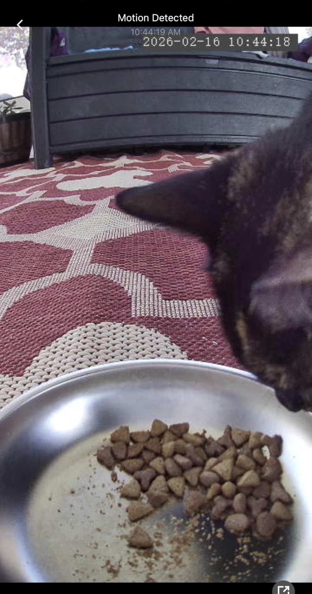 Automatic Cat Feeder with Camera - 5G WiFi Timed Cat Food Dispenser, 1080P HD Video with Night Vision, 1-15 Meals, 1-99 Portions, 2-Way Audio, Keeps Dry Food Fresh, 5L Auto Pet Feeder Also for Dogs customer photo 2