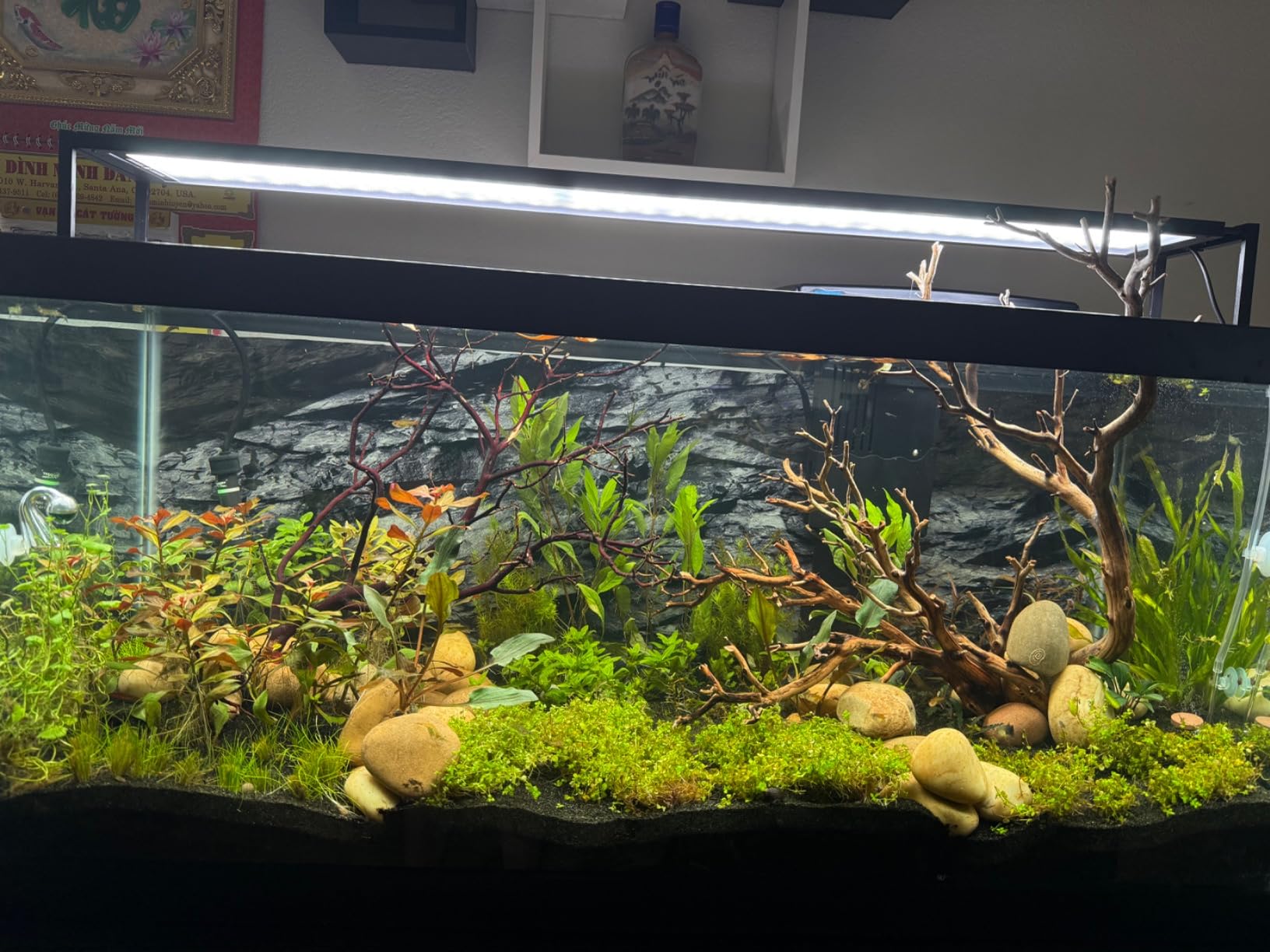 MagTool 2025 Upgraded 2.5-5L DIY Aquarium CO2 Generator Kit, Stainless Steel Bottle with Integrated Solenoid & Bubble Counter, Safety Valve, Main Switch, Complete Accessories for Planted Tanks customer photo 1