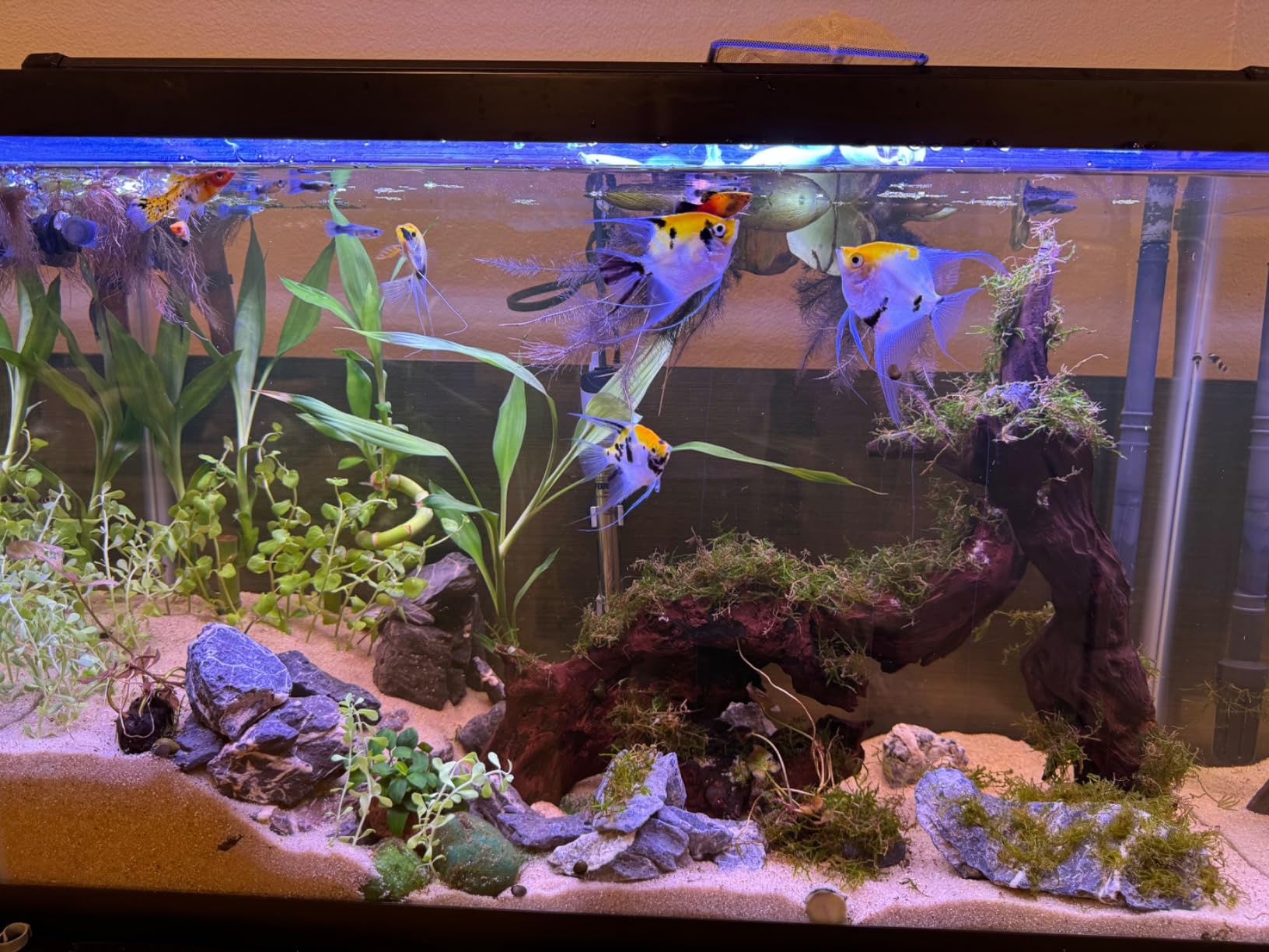 MagTool 2025 Upgraded 2.5-5L DIY Aquarium CO2 Generator Kit, Stainless Steel Bottle with Integrated Solenoid & Bubble Counter, Safety Valve, Main Switch, Complete Accessories for Planted Tanks customer photo 2