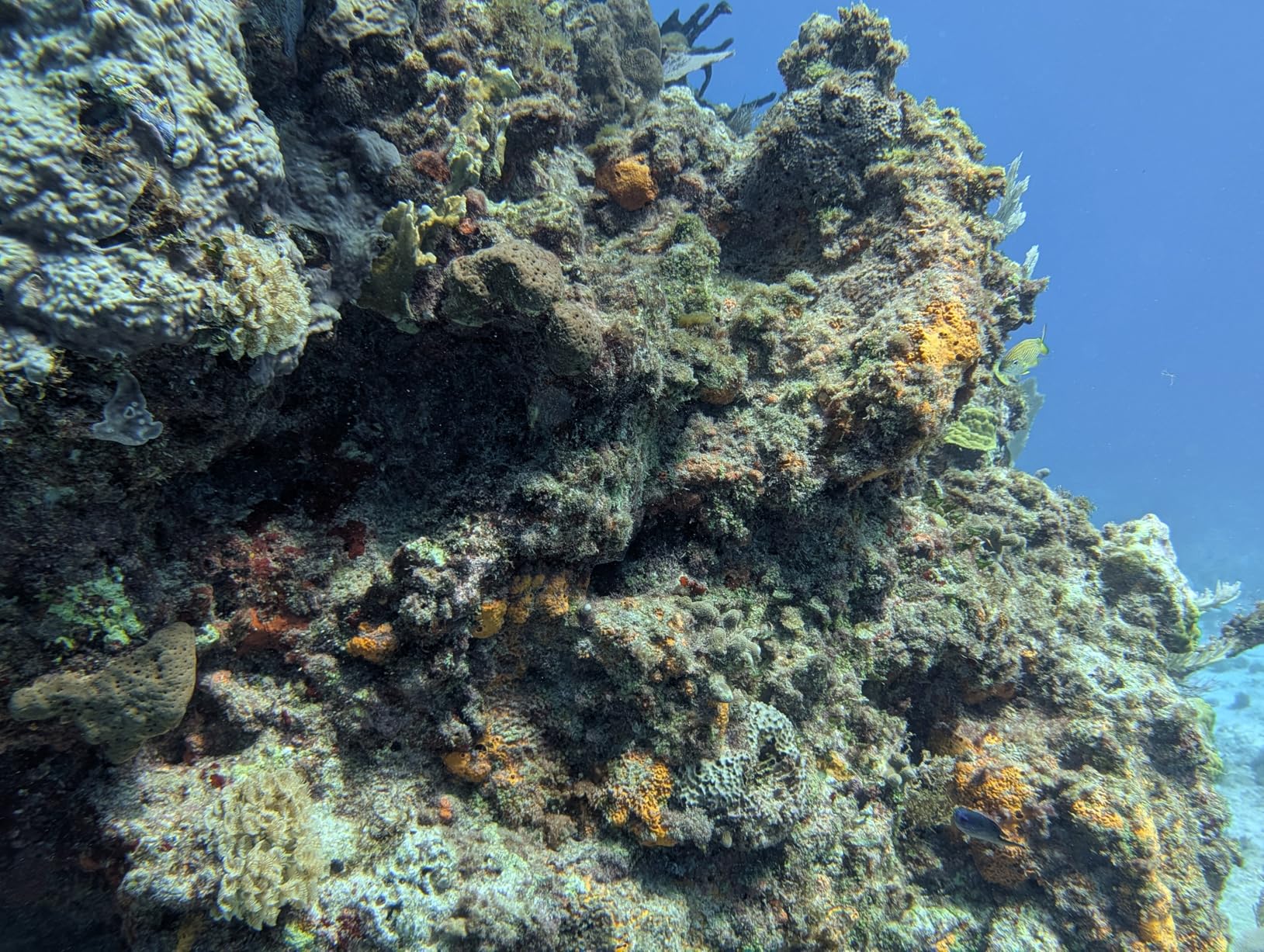 TELESIN Universal Underwater Phone Case for Snorkeling and Diving Waterproof Housing for Photo & Video Handle Grip for iPhone 7-17 Pro/Pro Max/Plus/Mini, Galaxy S10-S26 Ultra/Plus and Most Phones customer photo 1