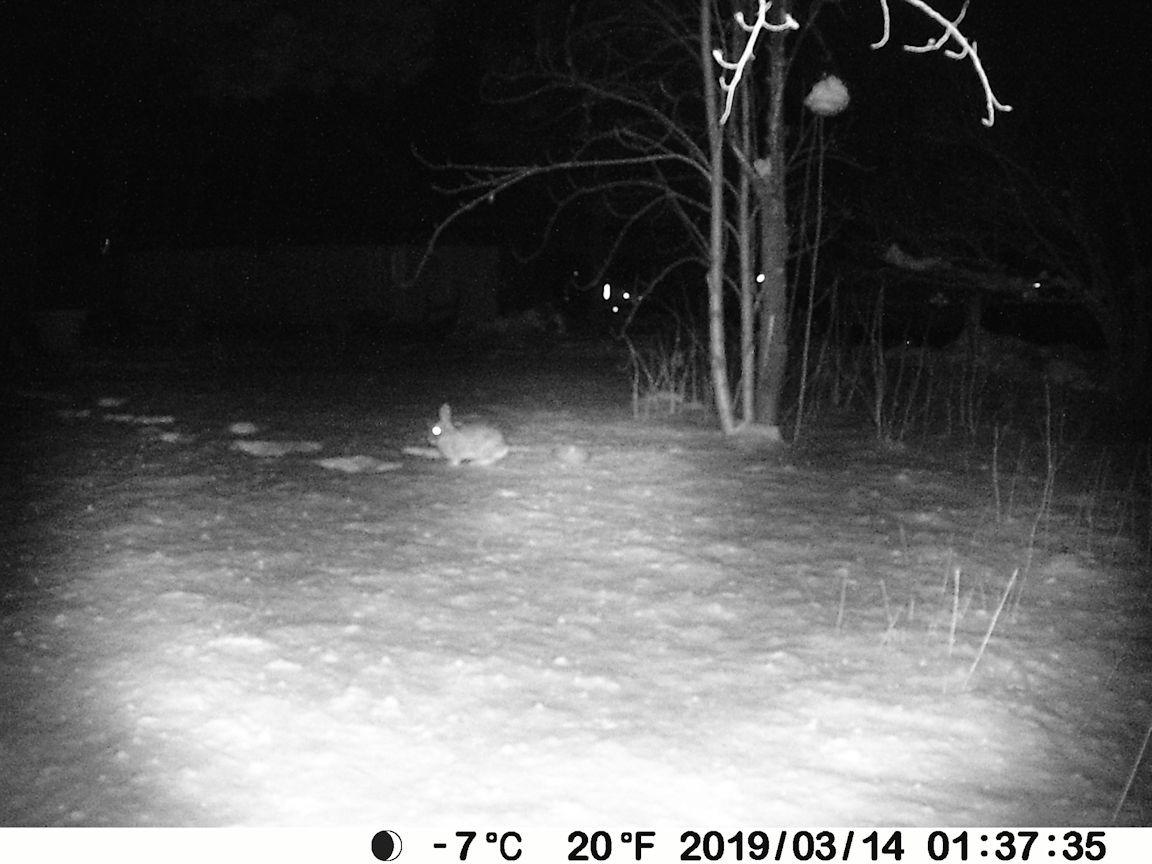 P100 WiFi Trail Camera (Non-Cellular), Bluetooth, 64MP 1296p HD Video, 0.1s Fast Trigger, 100ft No-Glow Night Vision, Motion Activated, IP66 Waterproof, Hunting, Wildlife & Yard Game Camera customer photo 1