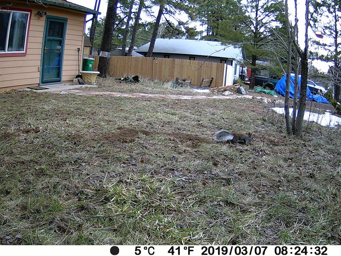 P100 WiFi Trail Camera (Non-Cellular), Bluetooth, 64MP 1296p HD Video, 0.1s Fast Trigger, 100ft No-Glow Night Vision, Motion Activated, IP66 Waterproof, Hunting, Wildlife & Yard Game Camera customer photo 2