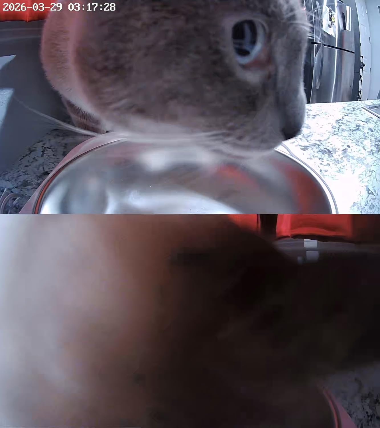 Automatic Cat Feeder with Two 1080P Camera for 2 Cats: 7L Automatic Dog Feeder with Night Vision & Slow Feed, 5G WiFi Auto Cat Food Dispenser for Multiple Pet, Detachable for Clean customer photo 2