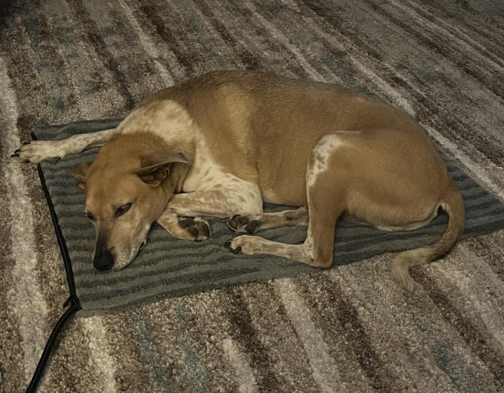 Large Pet Heating Pad, Waterproof Heated Dog Cat Bed with 11 Adjustable Temperatures & 24H Timer, Auto Shut-Off, Chew-Resistant Cord, Washable Cover, Indoor Electric Heating Mat, Grey, L(35