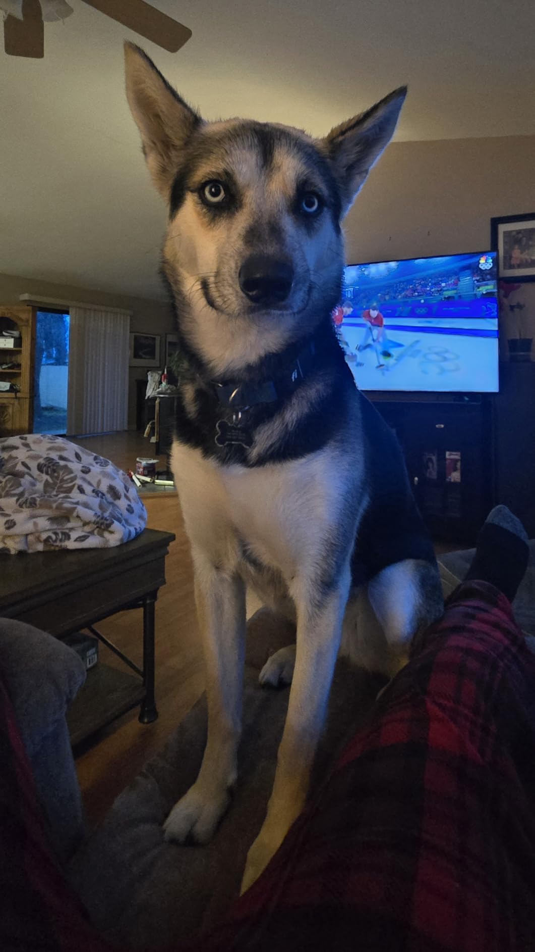 Fi Series 3+ Smart Dog Tracker Collar [6 Month Membership Included] GPS Tracker for Dogs with Health & Behavior Monitoring customer photo 1