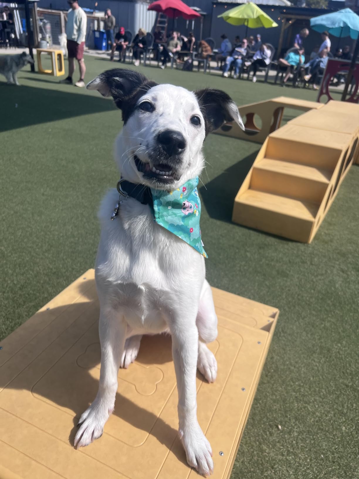 Fi Series 3+ Smart Dog Tracker Collar [6 Month Membership Included] GPS Tracker for Dogs with Health & Behavior Monitoring customer photo 2