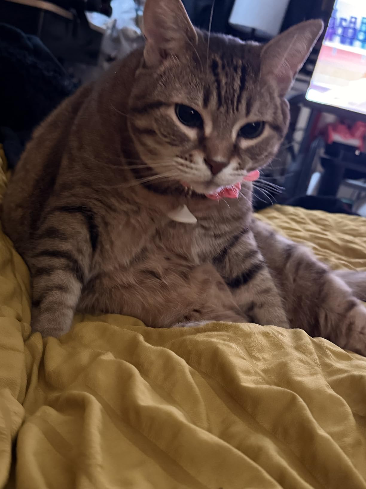 PETLIBRO RFID Automatic Cat Feeder, Collar Sensor-Activated Personalized Meals, Cats Recognition & Diet Tracking for Multi-Pet Homes and Different Diets, 5G&2.4G Wi-Fi Programmable Cat Food Dispenser customer photo 1