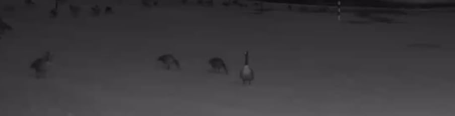 MagicEagle Trail Camera 4G Cellular Trail Cameras 2K Audible Video 0.3s Trigger No-Glow IR Night Vision IP66 Hunting Essentials with 32GB Memory Card 13,000 mAh Battery Solar Panel Anti-Theft Tech customer photo 1