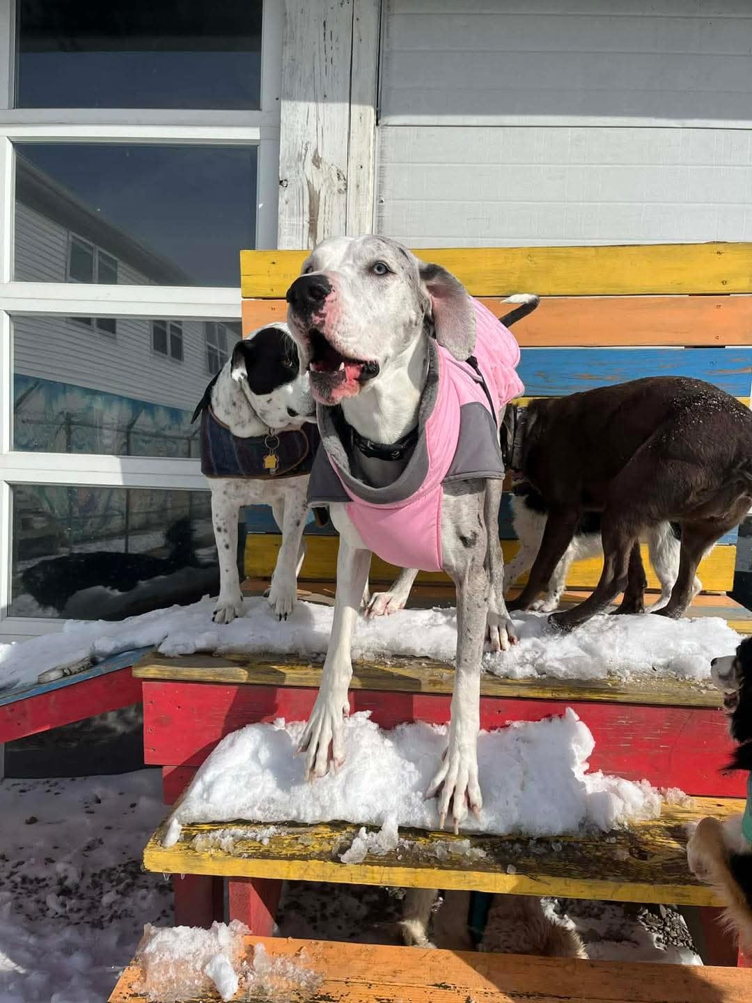 Nanaki Large Dog Coats for Winter Waterproof, Warm Fleece Lining Reflective Large Dog Jacket with Leash Hole,Furry Collar Cold Weather Puppy Jacket Outdoor Walking Hunting Easy On Pet Snow, Red 2XL customer photo 1