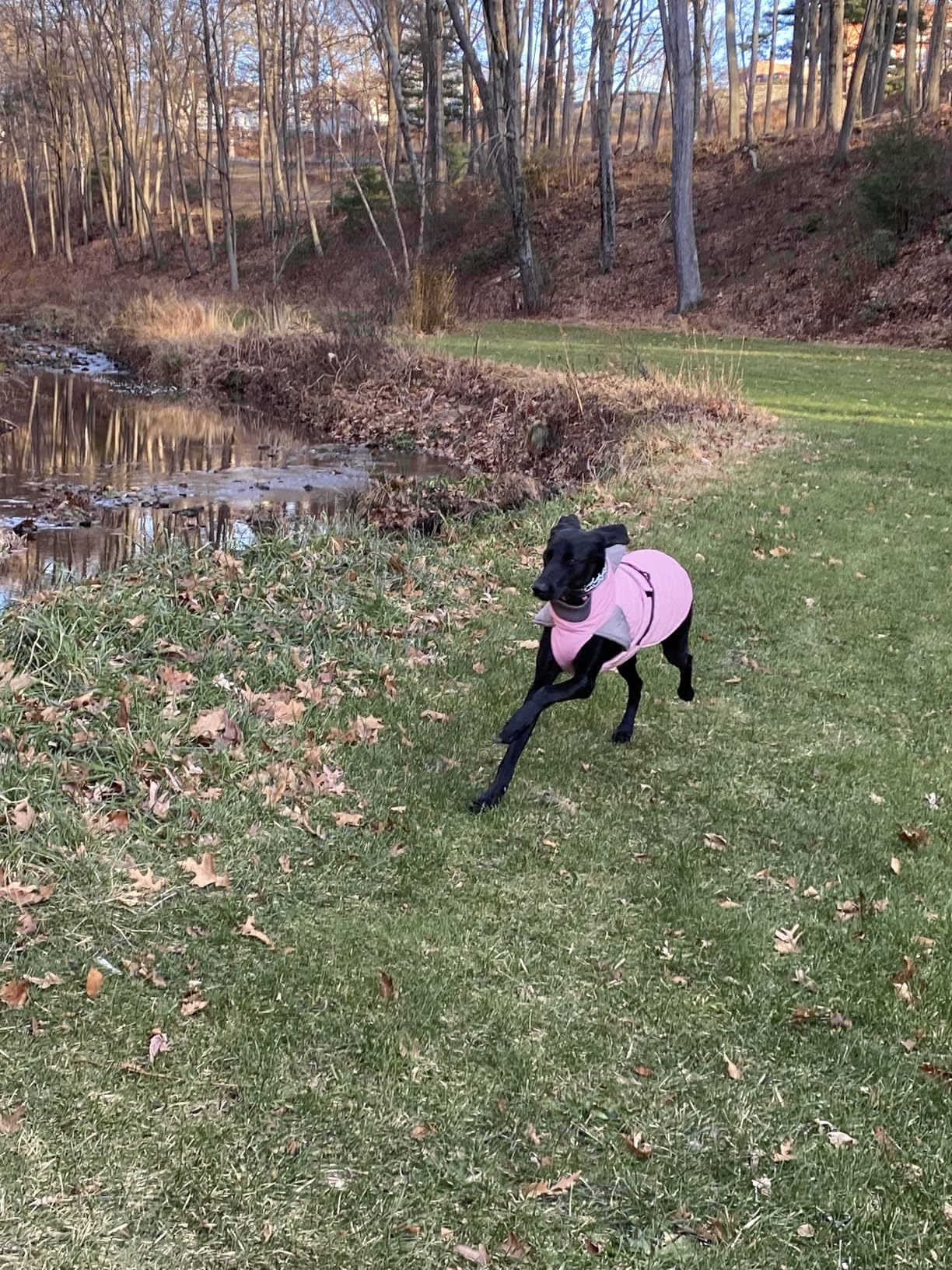 Nanaki Large Dog Coats for Winter Waterproof, Warm Fleece Lining Reflective Large Dog Jacket with Leash Hole,Furry Collar Cold Weather Puppy Jacket Outdoor Walking Hunting Easy On Pet Snow, Red 2XL customer photo 2