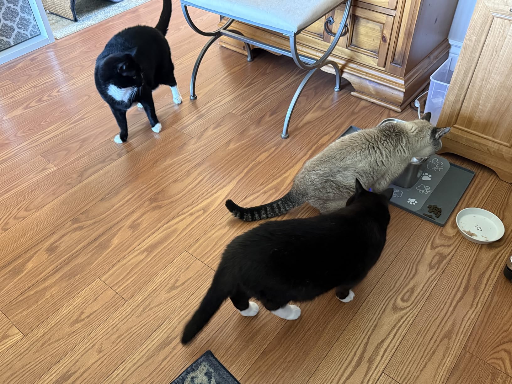 Veken Innovation Award Winner Stainless Steel Cat Water Fountain, 108oz/3.2L Automatic Pet Fountain Dog Water Dispenser with 6 Replacement Filters & Silicone Mat for Cats, Dogs, Multiple Pets (Silver) customer photo 2