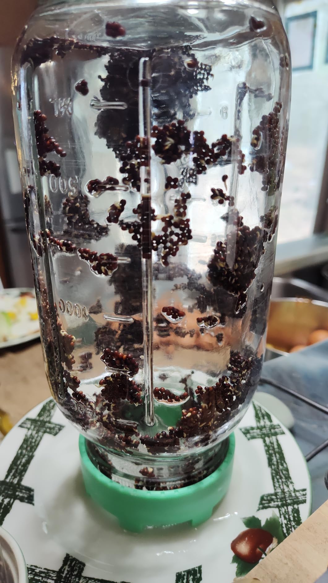 Elementi Sprouting Jar Kit - Set of 2 Wide Mouth Mason Jars with Sprout Lids & Stainless Steel Mesh Screen - Seed Sprouting Kit & Sprout Jars for Growing Broccoli Sprouts, Alfalfa, Mung Bean Sprouter customer photo 1