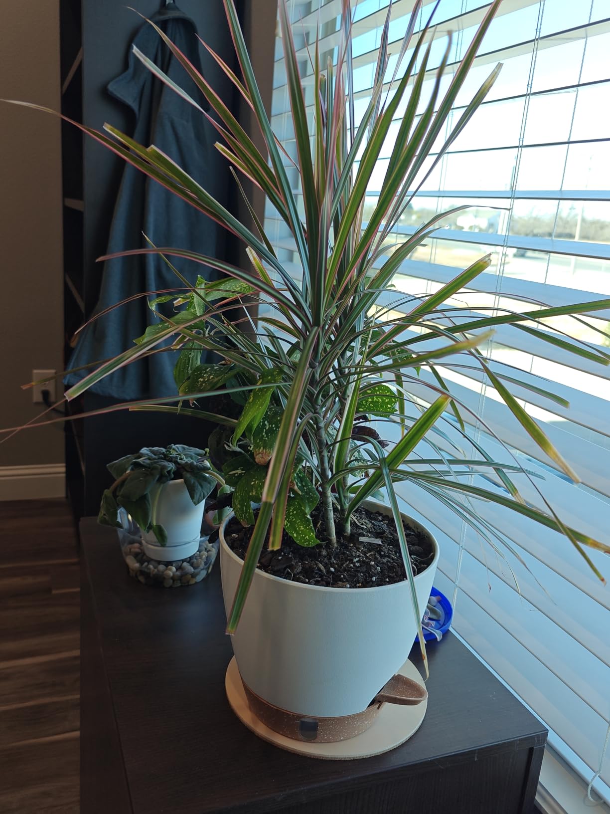 Self-Watering Pots for Indoor Plants 4 Pack, 6/8/10/12 Inch Outdoor Planters with Water Level Indicator & Deep Reservoir customer photo 1