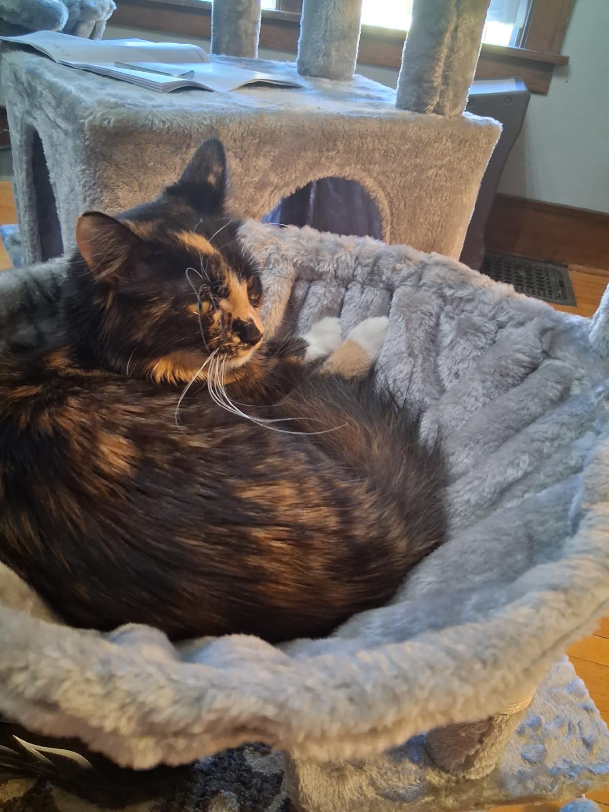 Heybly Cat Tree, 76-Inch Tall Heavy Duty Cat Tower for Big Cats with Extra Wide Baseboard, Multi-Level Large Cat Furniture with 2 Condos & 2 Hammocks, 10 Scratching Posts, Smoky Gray HCT039G customer photo 2