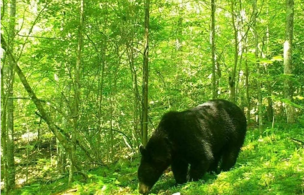 Trail Camera, 4G LTE Cellular Game Cameras with 360° Live Streaming, 2.5K Wildlife Hunting Camera Solar Powered, Security Camera Built-in SIM Card, Night Vision, Motion Activated, Waterproof, 2 Pack customer photo 1