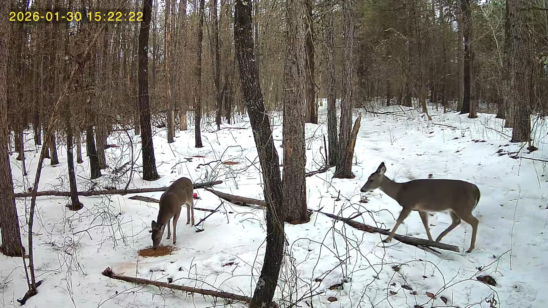 4G LTE Cellular Trail Camera, No WiFi Needed, Solar Powered, 2K Live Feed, Real-Time Alerts, Remote Access, Color Night Vision, Pre-Installed SIM Card Off-Grid Wireless Outdoor Security Camera customer photo 1