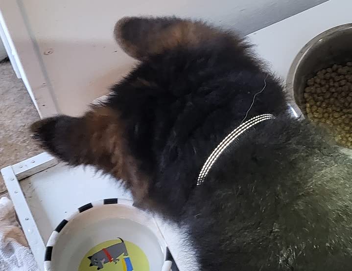 E-FENCE GPS Wireless Dog Collar Fence System, Electric Dog Collar Fence,Pet Containment System Rechargeable, Outdoor Use Only(2 Pack) customer photo 2