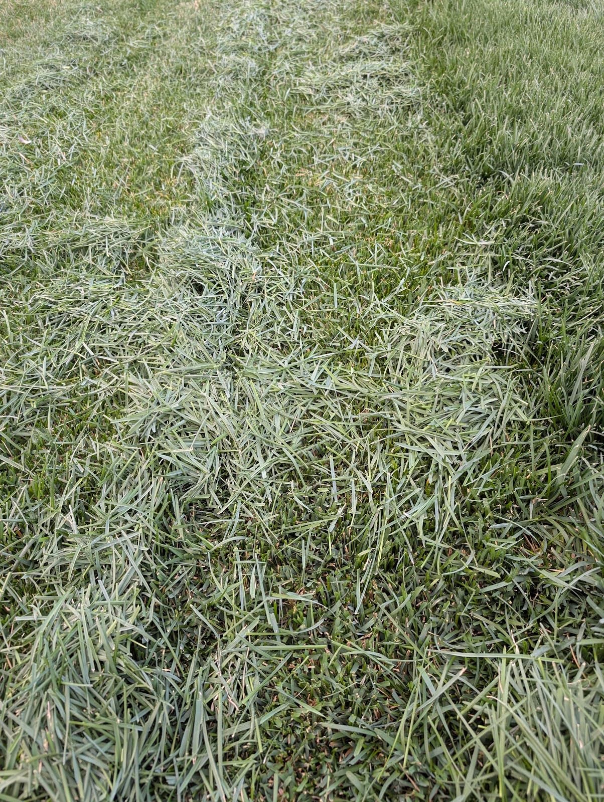 ECOVACS Goat A3000 LiDAR PRO Robotic Lawn Mower for Up to 3/4 Acre, 7500 mAh Battery with 189W Fast Charging, Wire-Free Dual-LiDAR Navigation, Built-in TruEdge Edge Trimmer, Smart App Control customer photo 2