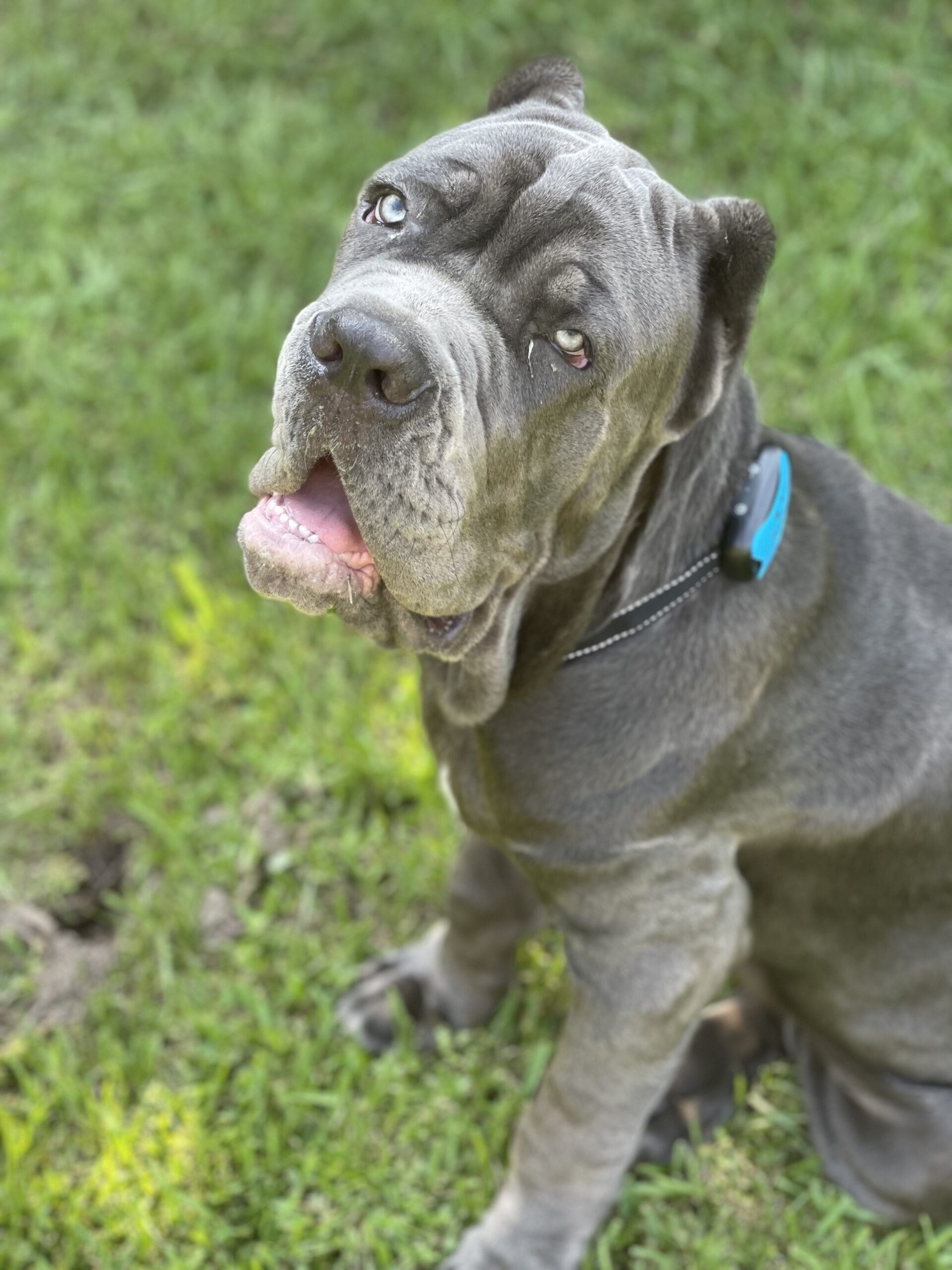 WIEZ GPS Wireless Dog Fence, Electric Dog Fence for Outdoor, Pet Containment System with Waterproof Collar, Adjustable Range 98-3280 FT, Harmless and Suitable for Most Dogs customer photo 2