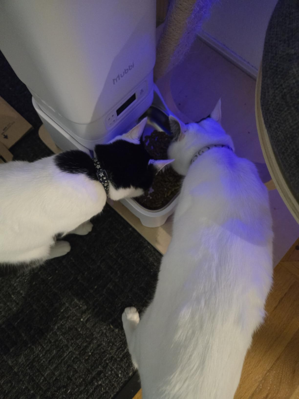 Automatic Dog Feeder with Elevated Stand - 7L Cat Food Dispenser with Large Food Tray, Timed Auto Cat Feeder for Dry Food, 6 Meals Per Day, No-Jam, Freshness Design, Detachable for Easy Clean customer photo 2