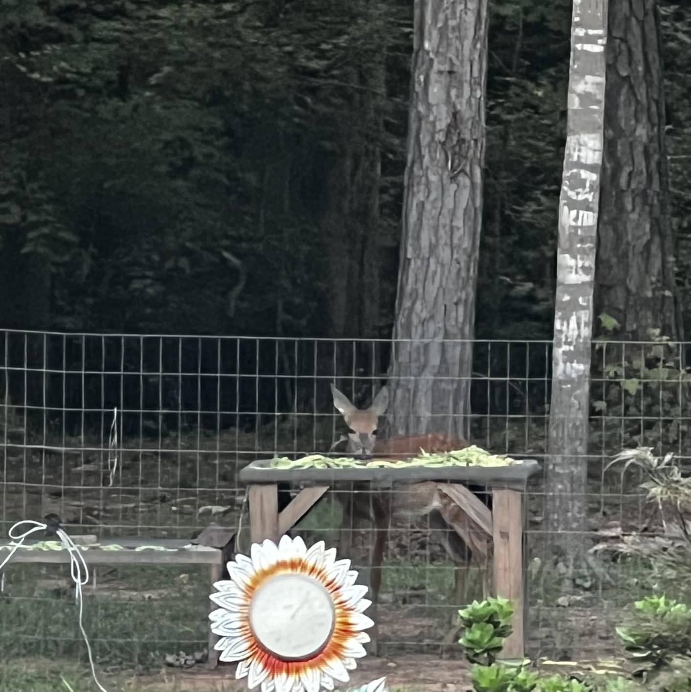 KJK Trail Camera 4K 64MP WiFi Bluetooth Game Camera, Night Vision Wildlife Hunting Camera, 0.1s Trigger Motion Activated, IP67 Waterproof, 130° Wide Angle, 16GB SD Card for Deer & Farm Security customer photo 1