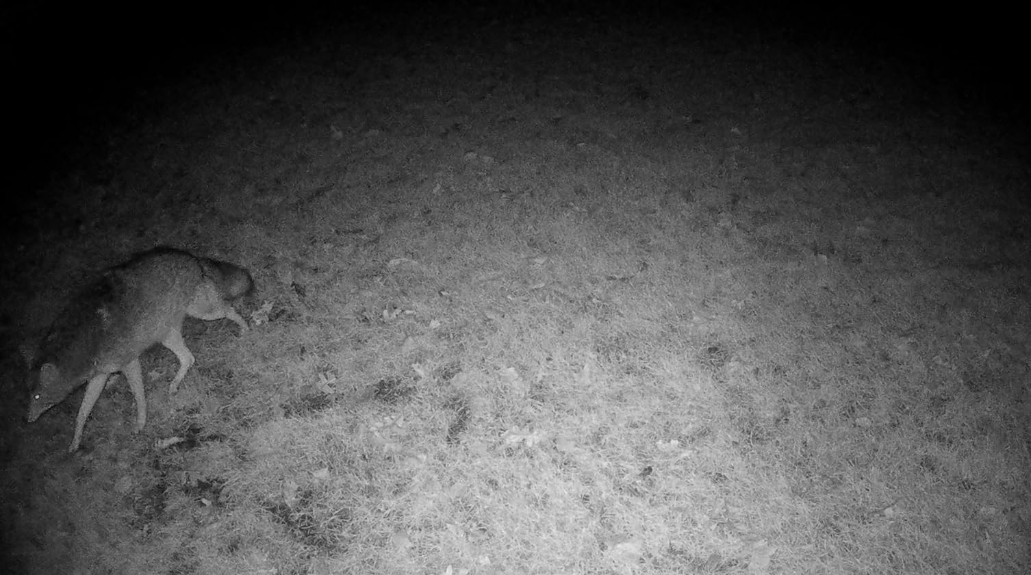 KJK Trail Camera 4K 64MP WiFi Bluetooth Game Camera, Night Vision Wildlife Hunting Camera, 0.1s Trigger Motion Activated, IP67 Waterproof, 130° Wide Angle, 16GB SD Card for Deer & Farm Security customer photo 2