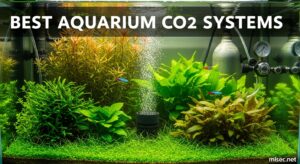 Best Aquarium CO2 Systems