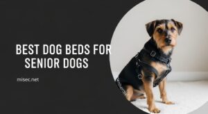 Best Dog Beds for Senior Dogs