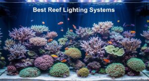 Best Reef Lighting Systems