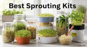 Best Sprouting Kits