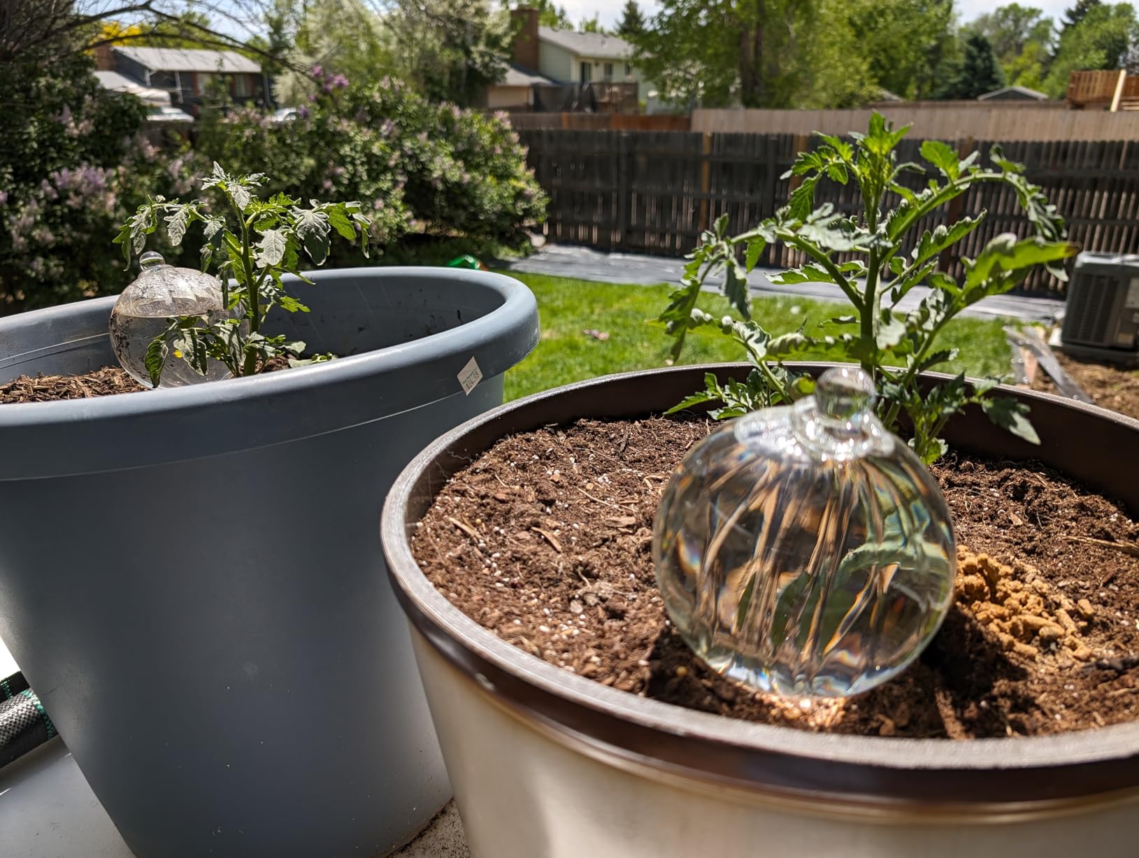 Blumat Glass Plant Self Watering Globes, Automatic Houseplant Drip Irrigation for Indoor Plants, Hanging Plants, Houseplants, Vacation Plant Savers, Large Globe Small Adapter customer photo 2