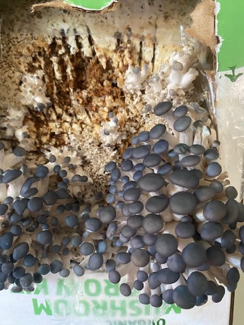 Back to the Roots Organic Mini Mushroom Grow Kit, Harvest Gourmet Oyster Mushrooms In 10 days customer photo 2