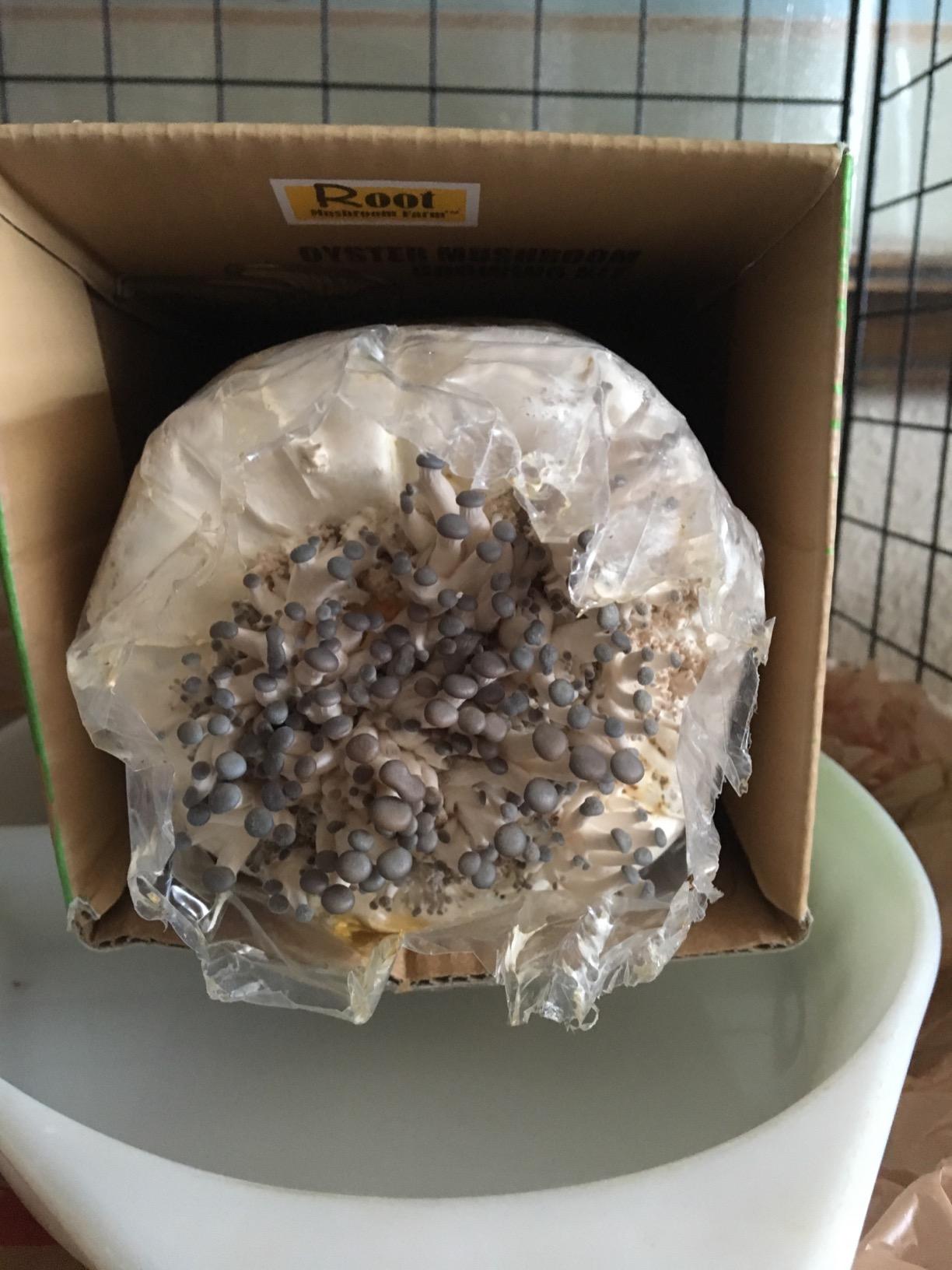Root Mushroom Farm - Blue Oyster Mushroom Grow Kit / 3.2 pounds Log / Multiple flushes / Everything Included customer photo 1
