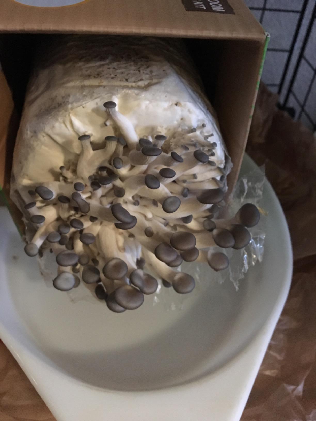 Root Mushroom Farm - Blue Oyster Mushroom Grow Kit / 3.2 pounds Log / Multiple flushes / Everything Included customer photo 2