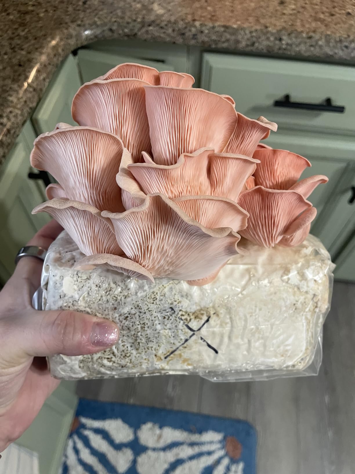Forest Origins Pink Oyster Mushroom Grow Kit, Beginner Friendly & Easy to Use, Grows in 10 Days | Handmade in California, USA customer photo 2