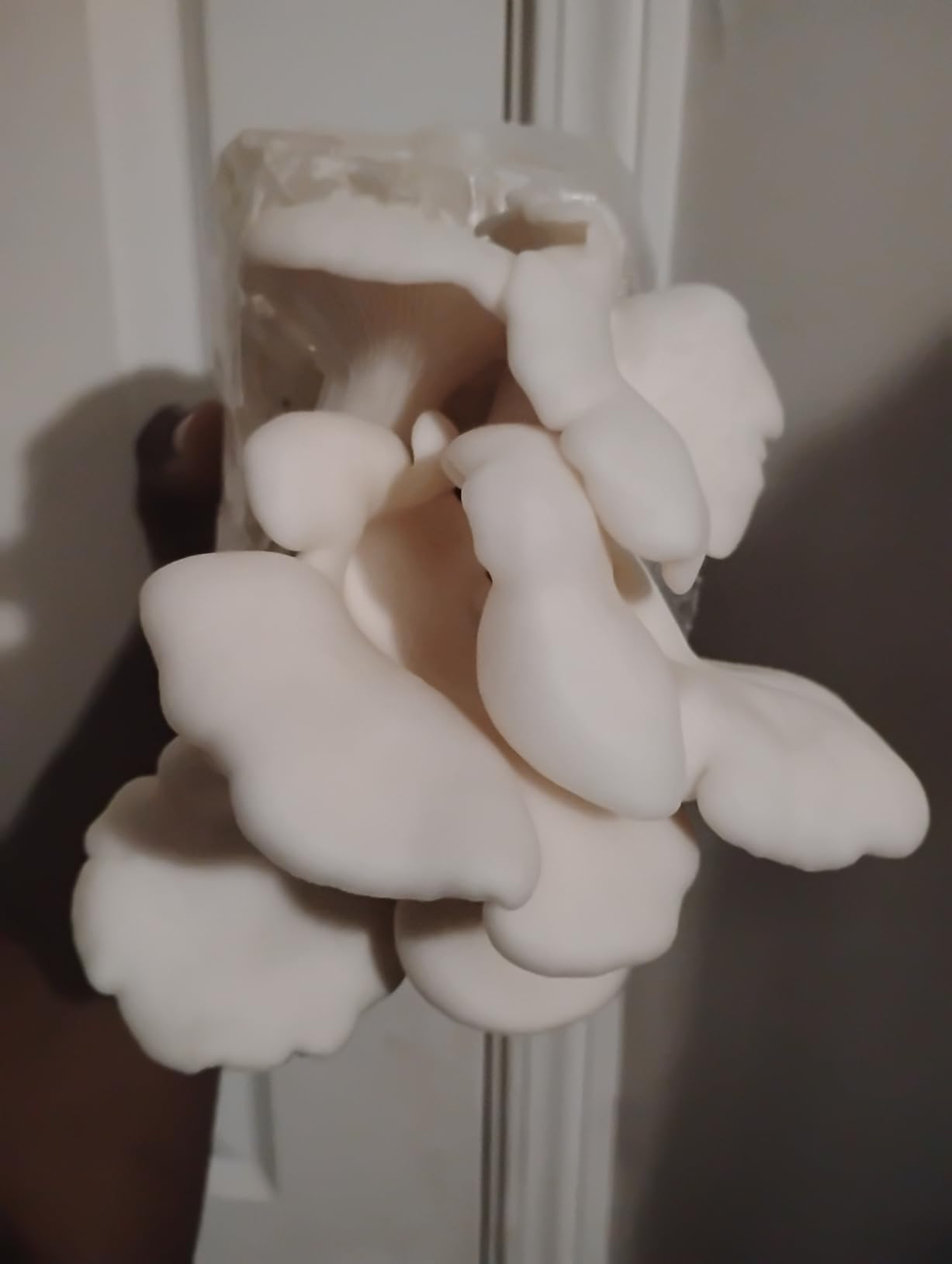 Forest Origins White Oyster Mushroom Grow Kit, Harvest Gourmet Mushrooms in 10 Days, Beginner Friendly, Handmade in California USA, Unique Gift customer photo 2