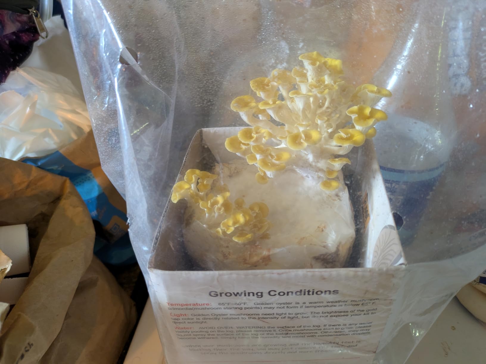 Root Mushroom Farm - Golden Oyster Mushroom Grow Kit customer photo 1