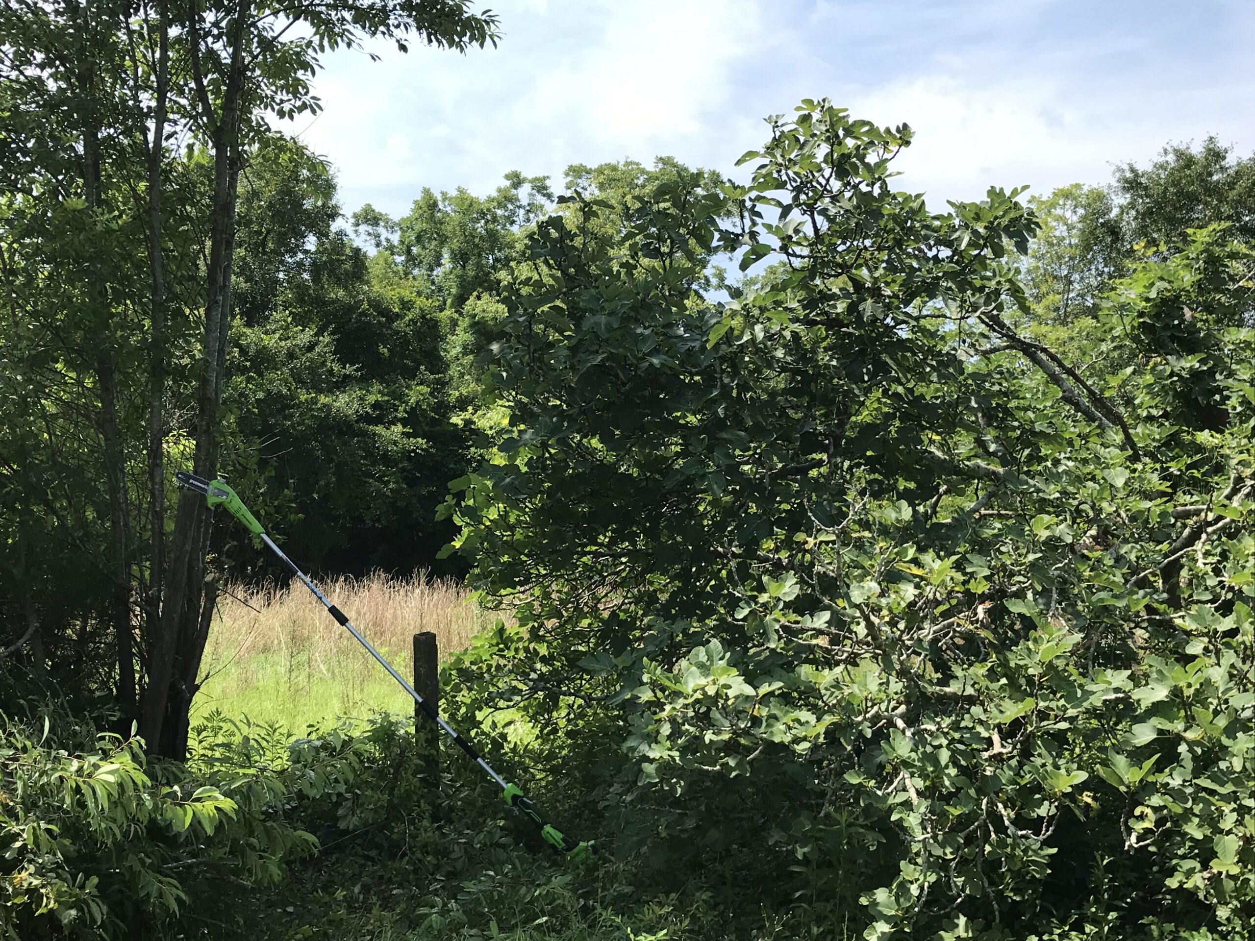 Greenworks 40V 8-Inch Cordless Polesaw, 2.0Ah Battery and Charger Included, PS40B210 customer photo 1