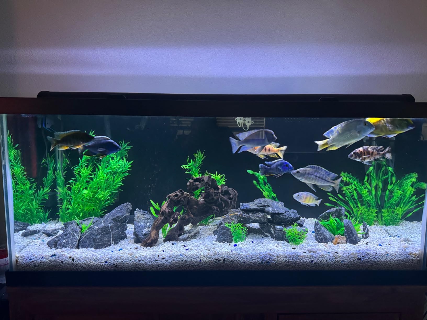 Jebao PU-18 Pond and Aquarium Clarifier, 18-watt customer photo 1