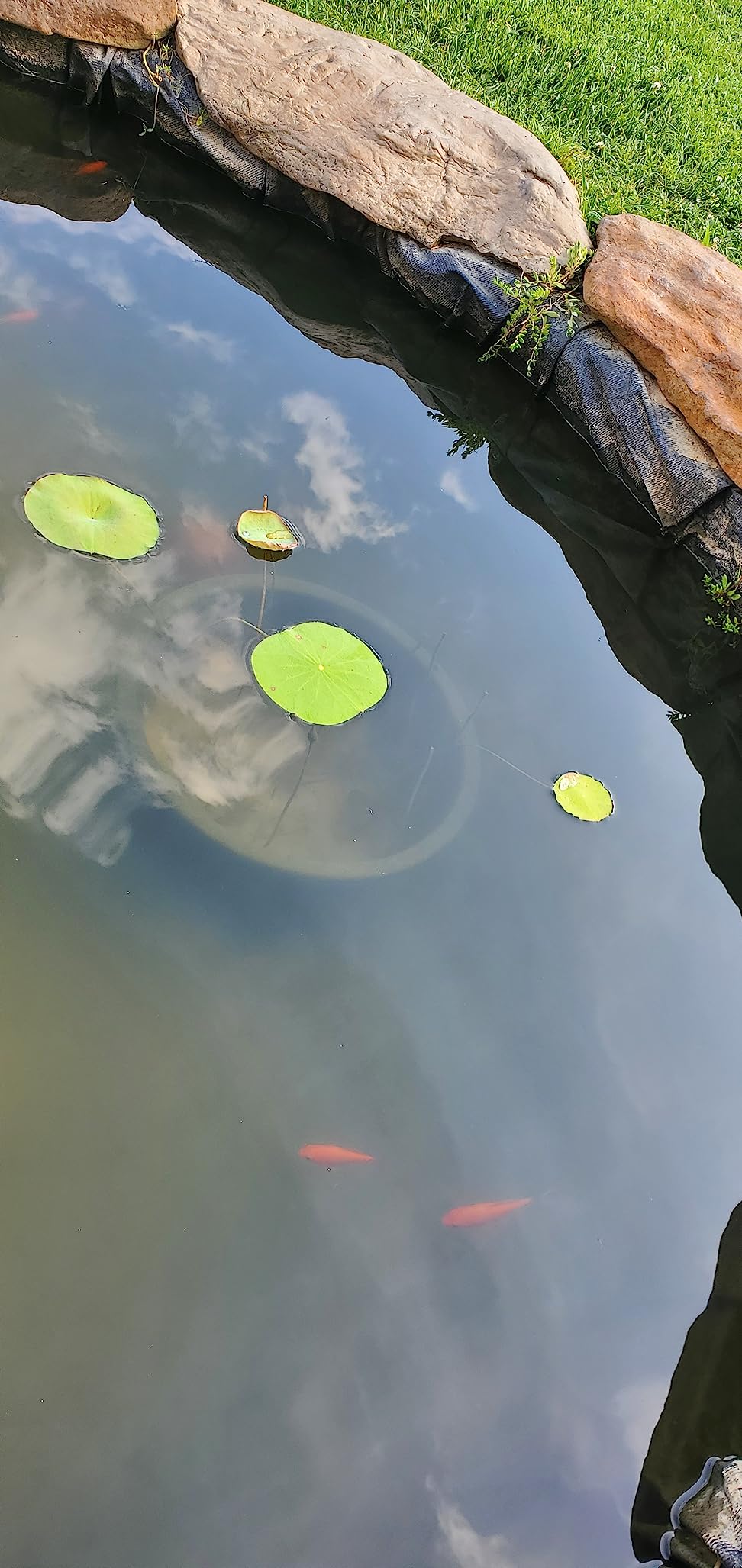 Jebao PU-18 Pond and Aquarium Clarifier, 18-watt customer photo 2