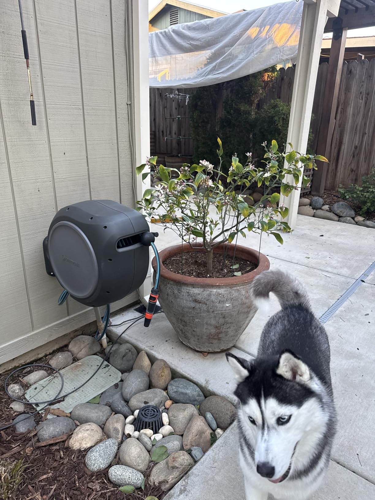 GARDENA Retractable Garden Hose Reel - 100 Feet - Auto Retract Hose Reel with 180 Degree Swivel Wall Mount - Heavy Duty - Integrated Spray Nozzle - 08055 customer photo 2